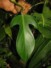 PHILODENDRON PANDURIFORME, Beautiful Trilobe, Super Nice Aroid Plant!!!