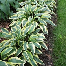Hosta Tubercule Feuilles