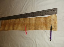 REAL ALBINO BURMESE PYTHON