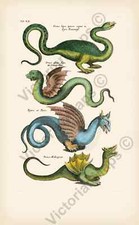 Dragon draco monster serpent print N1 Historiae naturalis Merian 1657 art poster