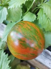 10 graines de tomates Berkeley Tie Dye 