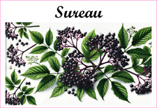 Sureau 12 sticker vinyl conserve fruit légume confiture fait maison