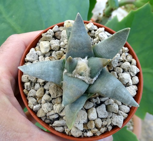 Ariocarpus retusus cactus - ,