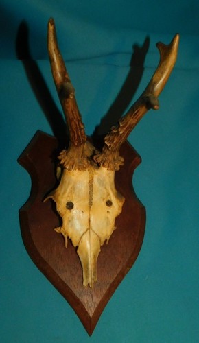Ancien trophee chasse - trophee, de