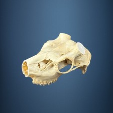 575KU Crane de cerf, bois de