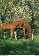 Animaux - Chevaux - Pouliche