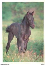 Animaux - Chevaux - Cheval de Merens - Poulain - Carte Neuve - Voir Scans Recto