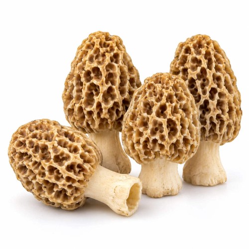 Mycélium morille blonde - mycélium,