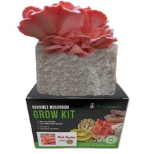Pink Oyster Indoor Mushroom