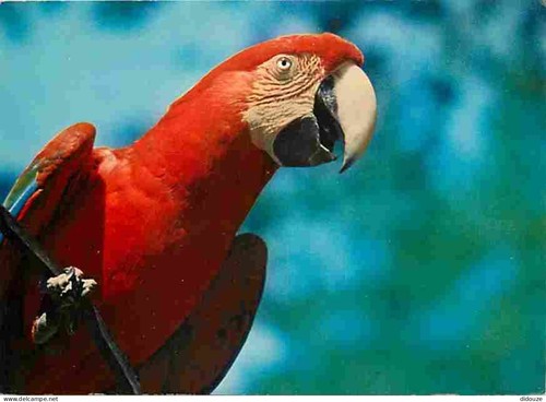 Carte postale animaux - carte,