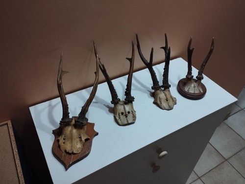 Trophee chevreuil bois de - 4,