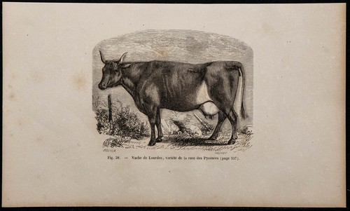 1860 vache lourdes - lourdes,