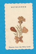IMAGE PIEUSE  VRAIES FLEURS