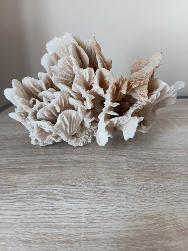 Corail blanc naturel - corail,
