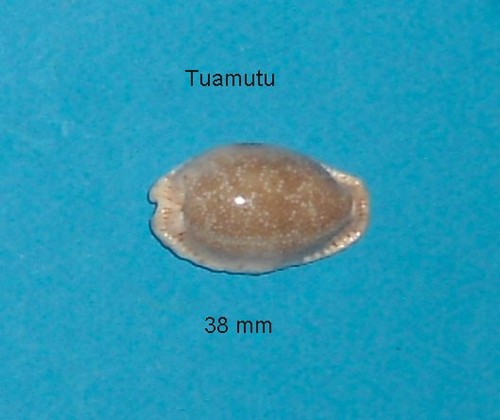 Cypraea erosa chlorizans f - chlorizans,