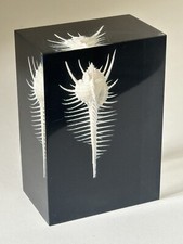 Inclusion Plexiglass