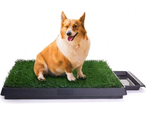 Toilette pour chien interieur - toilette,