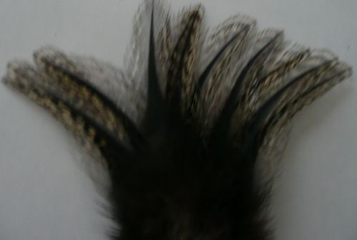 Plumes coq leon pardo - 12,