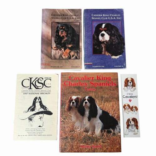 Cavalier king charles - cavalier,
