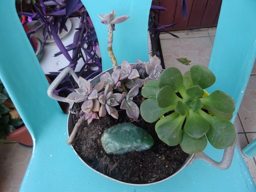 Plantes grasses succulentes - plantes,