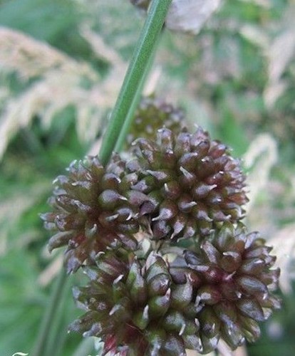 Ail rocambole mélange - ail,
