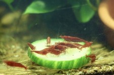 Lot de 10 Crevettes Rouge "Red