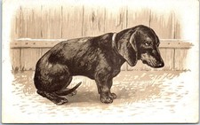 ANIMALS - the dog