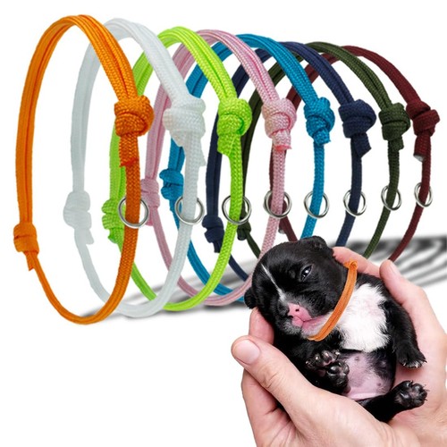 Pièces collier chiot - collier,