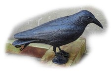 Corbeau noir géant le plus réaliste, 43 cm, chasse pigeons, épouvantail de ja...