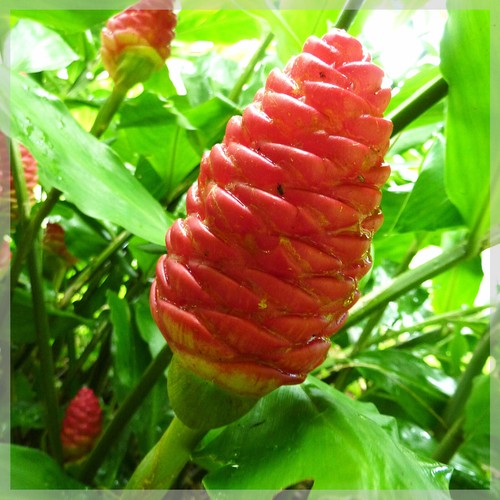 Plant racines nues de - en,