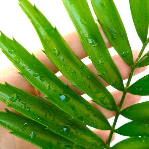 Encephalartos kisambo 7cm