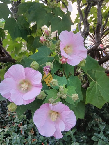 Hibiscus mutabilis 10 - hibiscus, (10