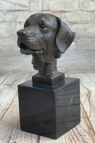 Labrador retriever chien - labrador,