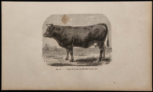 1860 vache la race de - de,