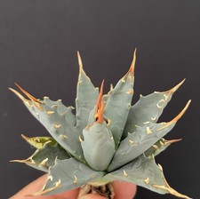 BIG AGAVE UTAHENSIS