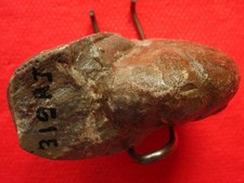 Goniatite du Dévonien 