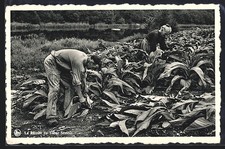 Old postcard Herbeumont s. Semois, La Recolte du Tabac Semois 1959 