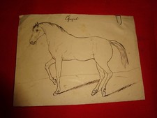 ANONYME - Cheval espagnol.