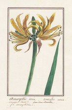 Amaryllis Aurea Fleurs