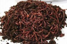 500 Count Red Composting Worm Mix