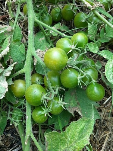 Tomate cerise naine - , grinch