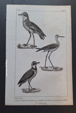 Gravure Buffon 19° Oiseau: Le Pluvier à collier.. Grand Pluvier/Courlis. Echasse