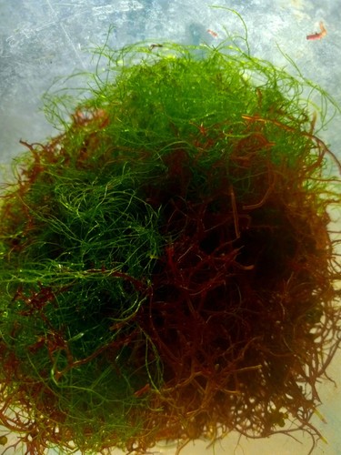 Mix macro algae - macro,