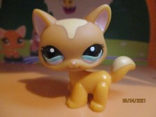 Petshop chat maine coon #1100