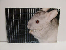 VINTAGE FOUND PHOTOGRAPH COLOR ART ORIGINAL PHOTO CUTE PET CHINCHILLA IN CAGE