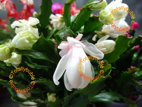 Bouture cutting schlumbergera - cutting,