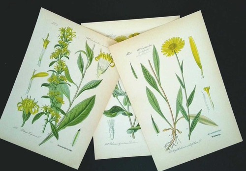1886 lithographies 3er - 1886,