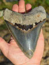 ?STUNNING HUGE 5.85" MEGALODON SHARK TOOTH, BIGGEST UK STOCK, GR8 VALUE?? R6