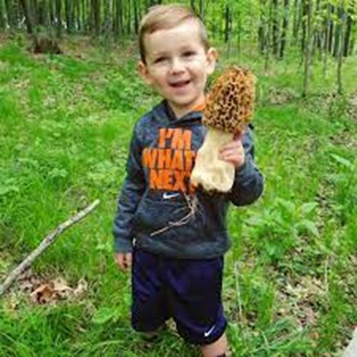 Morel mushroom spores - morel, in