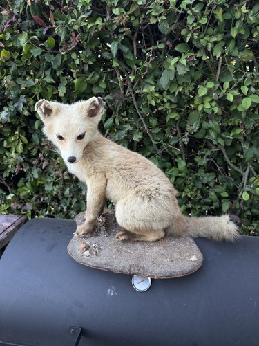 Jeune renard naturalisé - renard,